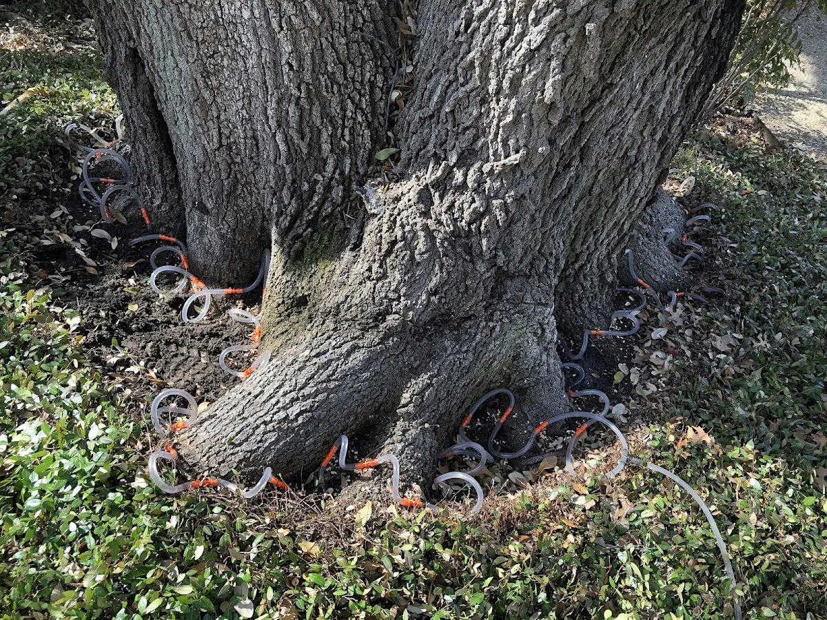 Detailed Tree Cabling and Bracing job site in Lake Providence