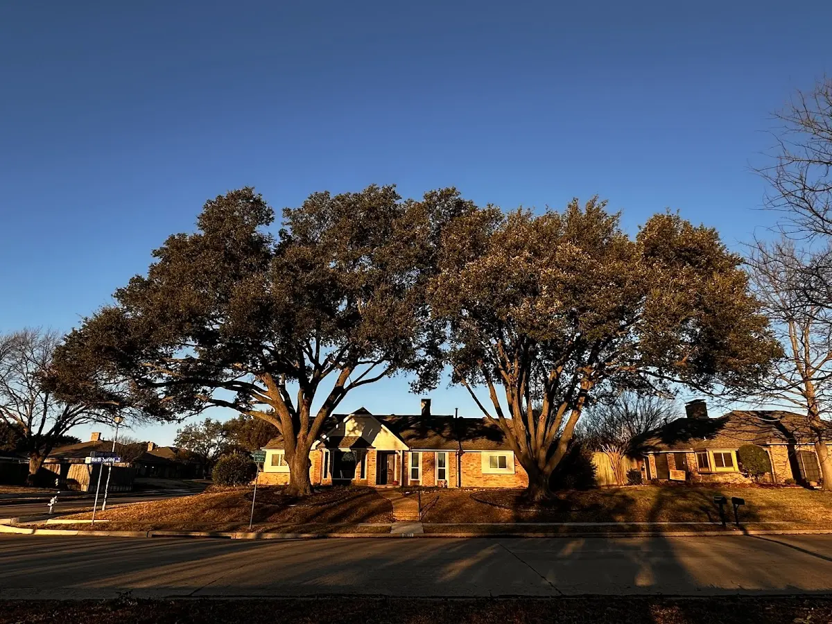 Established residential canopy tree shading a home in Lake Providence